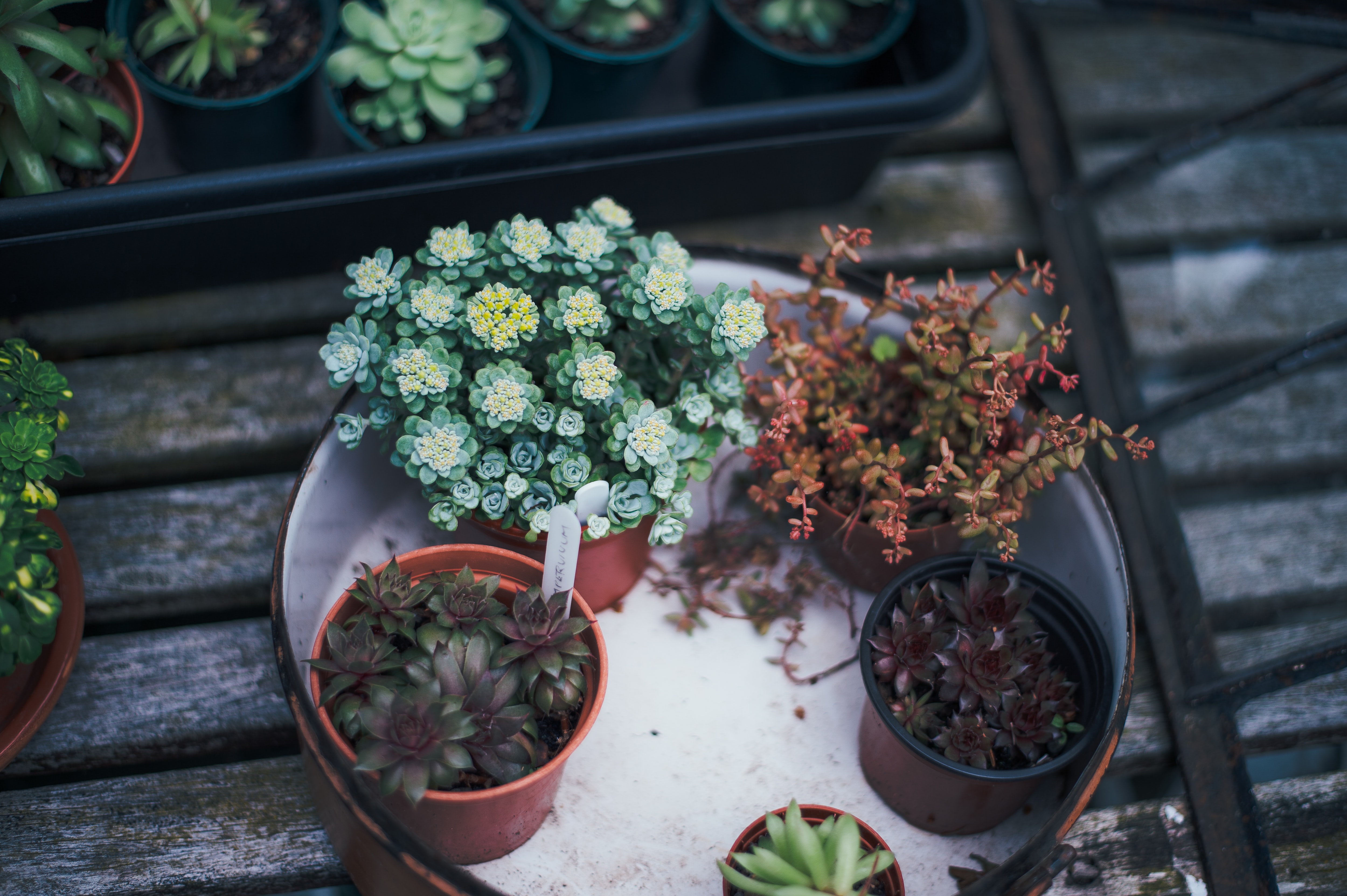 succulent